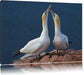 außergewöhnliche Vögel am Meer Leinwandbild