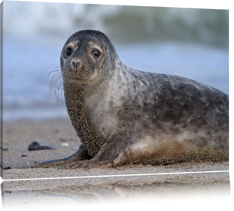 Pixxprint niedliche Robbe am Strand, Leinwandbild