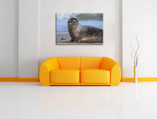 niedliche Robbe am Strand Leinwandbild über Sofa