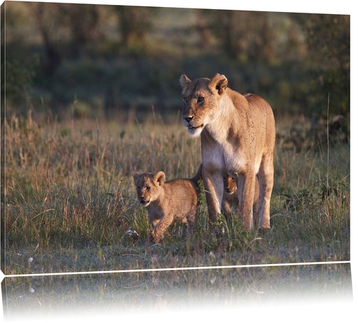 Löwenmutter mit Jungtieren Leinwandbild