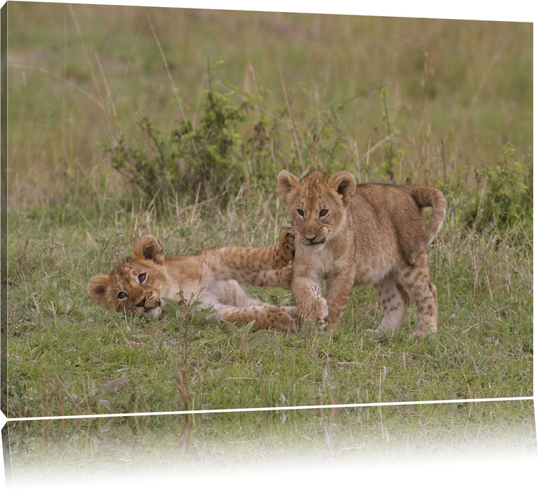 Pixxprint zwei Löwenjunge beim Spielen, Leinwandbild
