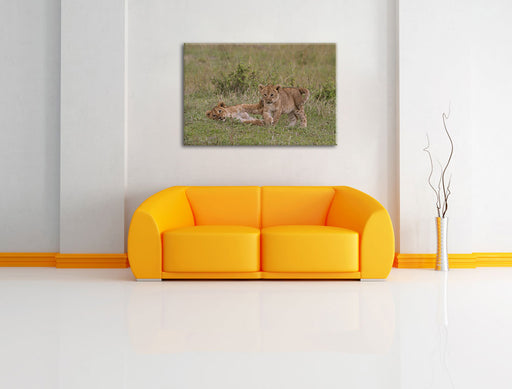 zwei Löwenjunge beim Spielen Leinwandbild über Sofa