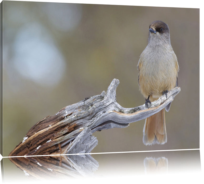 Pixxprint kleiner Vogel auf Ast, Leinwandbild