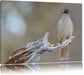 kleiner Vogel auf Ast Leinwandbild