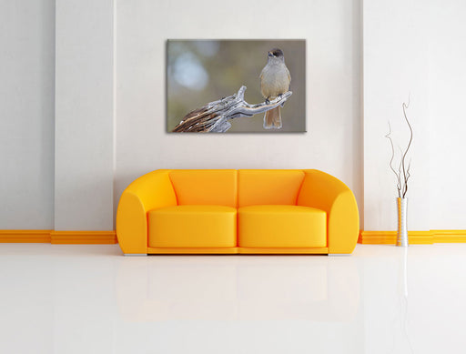 kleiner Vogel auf Ast Leinwandbild über Sofa