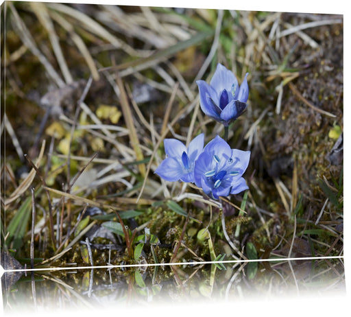 Kleine süße Blaue Blume Leinwandbild