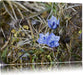 Kleine süße Blaue Blume Leinwandbild