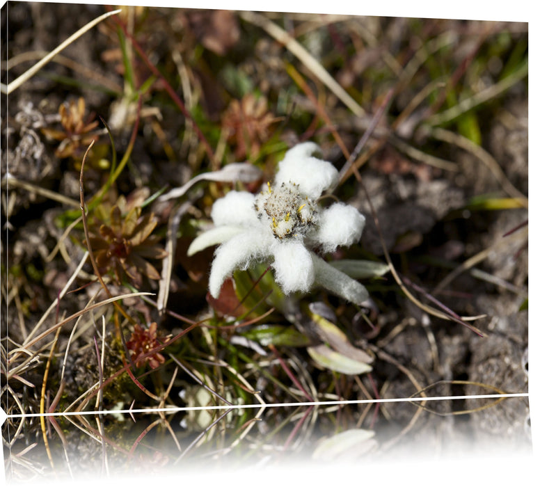 Pixxprint watteüberzogene Blüte, Leinwandbild