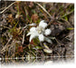 watteüberzogene Blüte Leinwandbild