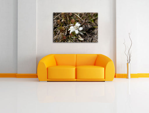 watteüberzogene Blüte Leinwandbild über Sofa