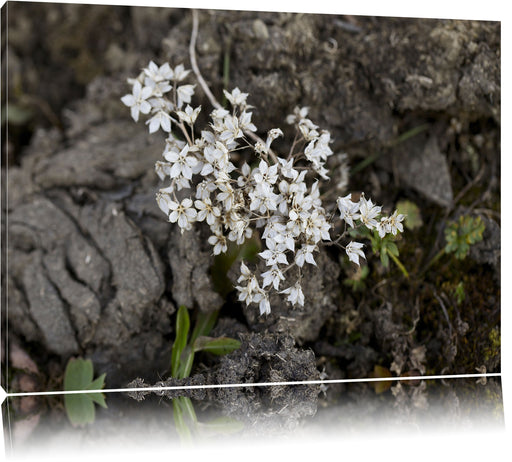 kleine weiße Sternblumen Leinwandbild