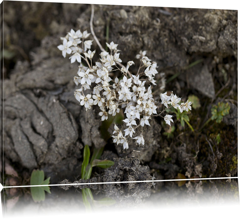 Pixxprint kleine weiße Sternblumen, Leinwandbild