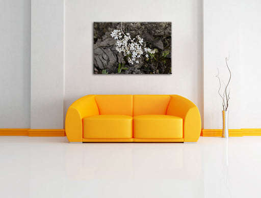 kleine weiße Sternblumen Leinwandbild über Sofa