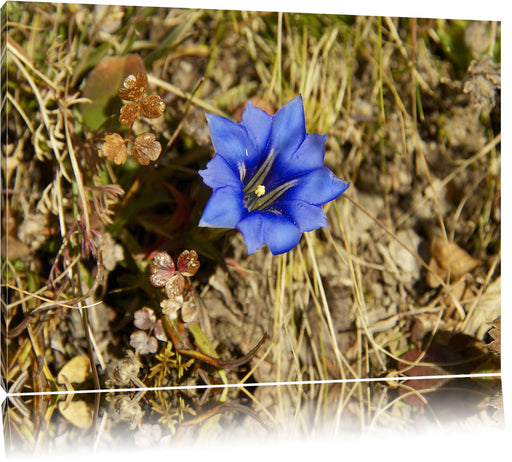 schöne blaue Blüte Leinwandbild