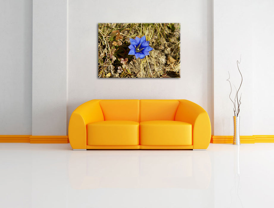 schöne blaue Blüte Leinwandbild über Sofa