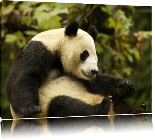 niedlicher Pandabär Leinwandbild