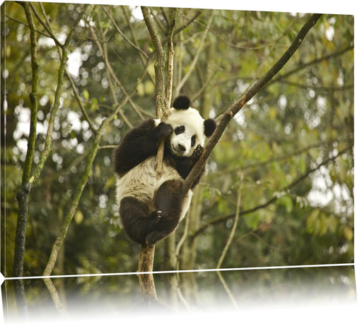 niedlicher Pandabär auf Baum Leinwandbild