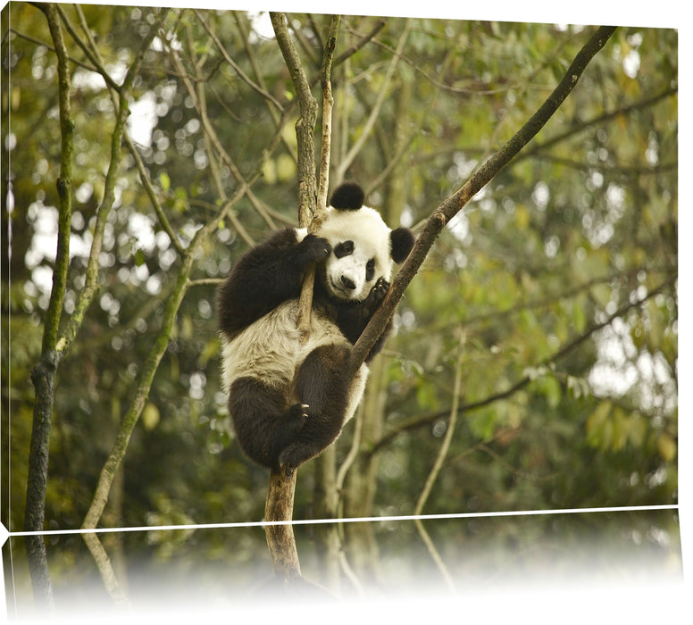 Pixxprint niedlicher Pandabär auf Baum, Leinwandbild