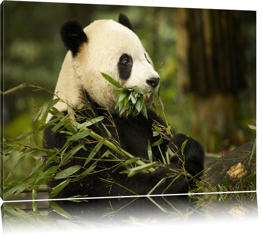 Pandabär beim Fressen Leinwandbild