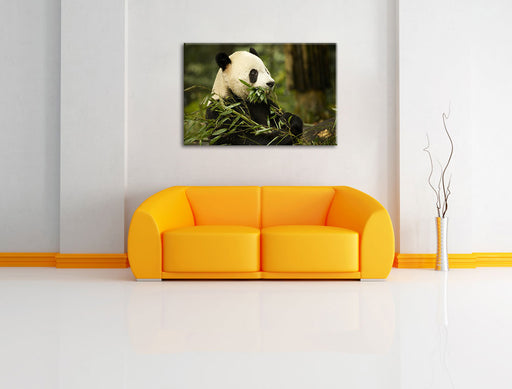 Pandabär beim Fressen Leinwandbild über Sofa