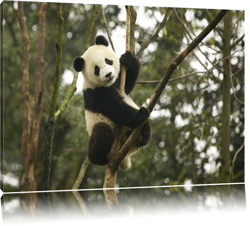 niedlicher Pandabär auf Baum Leinwandbild