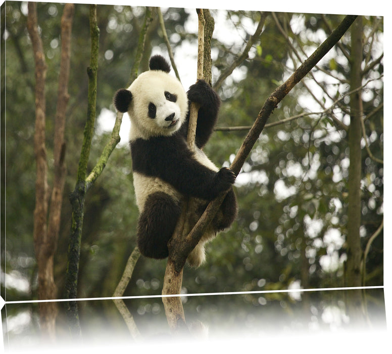 Pixxprint niedlicher Pandabär auf Baum, Leinwandbild