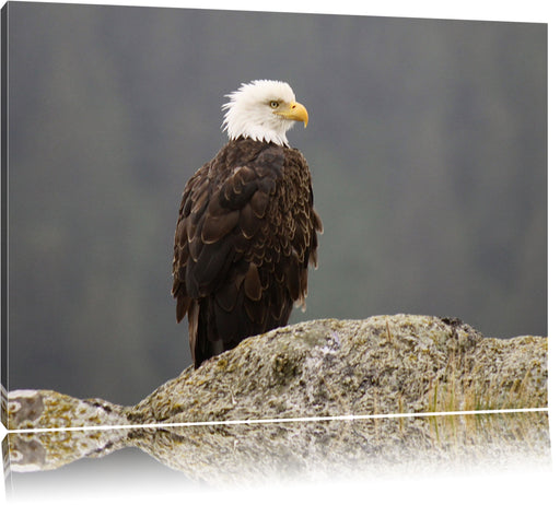 wachsamer Adler auf Fels Leinwandbild