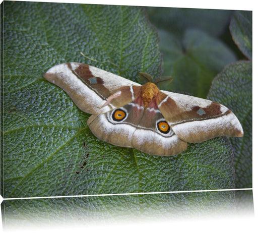 Schmetterling auf Blatt Leinwandbild