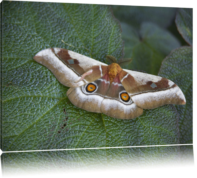 Pixxprint Schmetterling auf Blatt, Leinwandbild