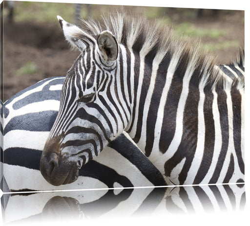 prächtiges Zebra Leinwandbild