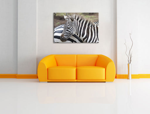 prächtiges Zebra Leinwandbild über Sofa