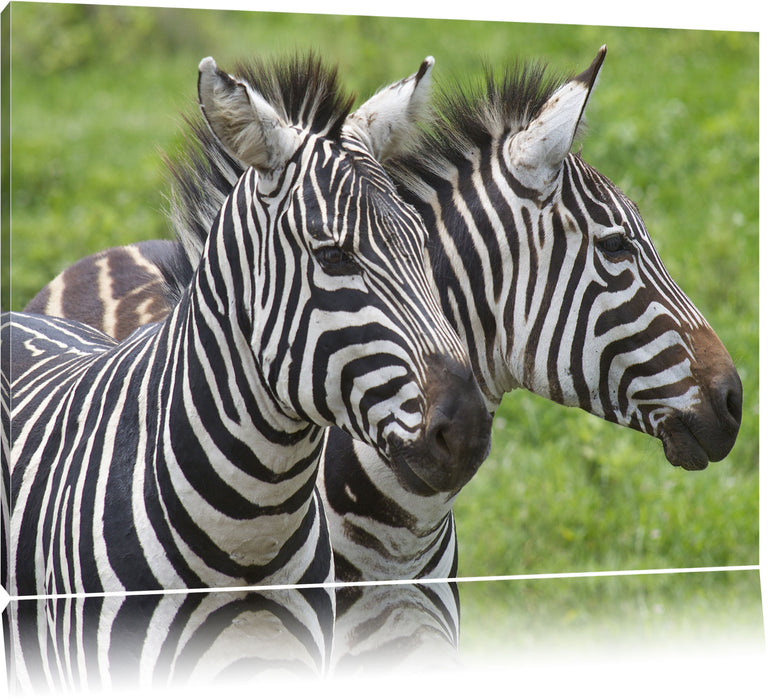 Pixxprint schönes Zebrapaar, Leinwandbild