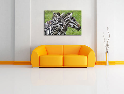 schönes Zebrapaar Leinwandbild über Sofa