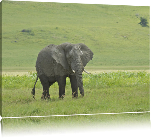 gigantischer Elefant im Gras Leinwandbild