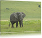 gigantischer Elefant im Gras Leinwandbild