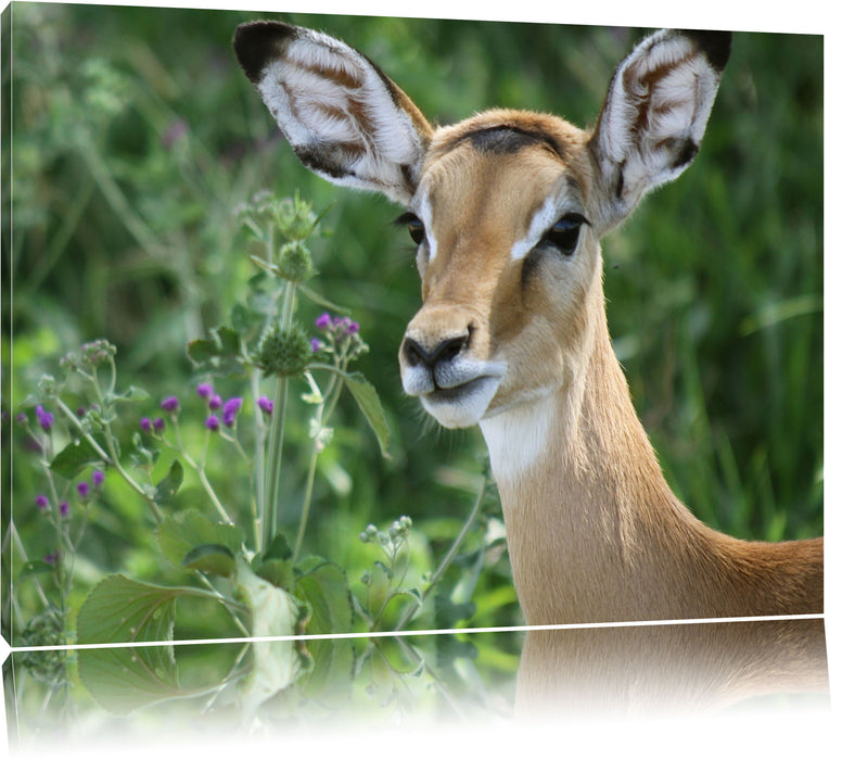 Pixxprint niedliches Reh vor hoher Wiese, Leinwandbild