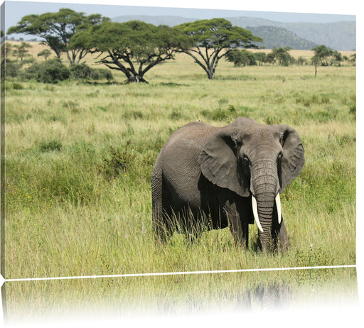 Elefant in der Savanne Leinwandbild