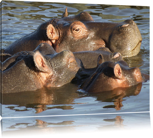 schwimmende Flusspferdfamilie Leinwandbild