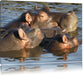 schwimmende Flusspferdfamilie Leinwandbild