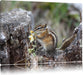 Streifenhörnchen beim Fressen Leinwandbild