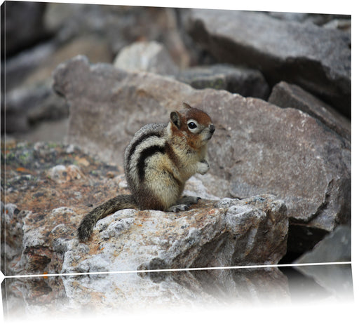 schüchternes Streifenhörnchen Leinwandbild