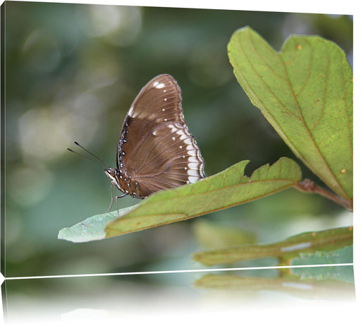 kleine bräunlicher Schmetterling Leinwandbild