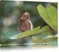 kleine bräunlicher Schmetterling Leinwandbild