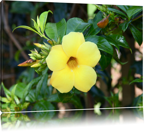 außergewöhnliche gelbe Blüte Leinwandbild