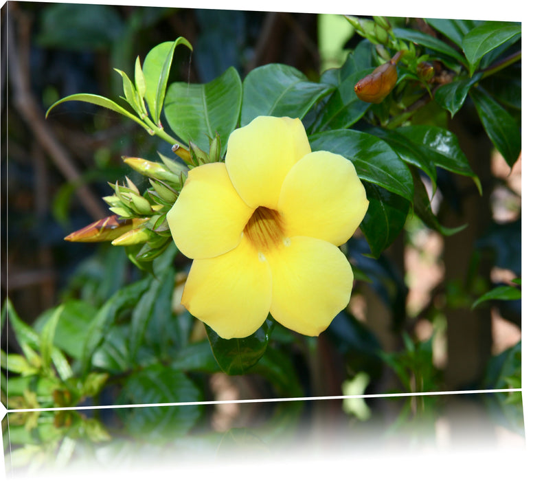 Pixxprint außergewöhnliche gelbe Blüte, Leinwandbild