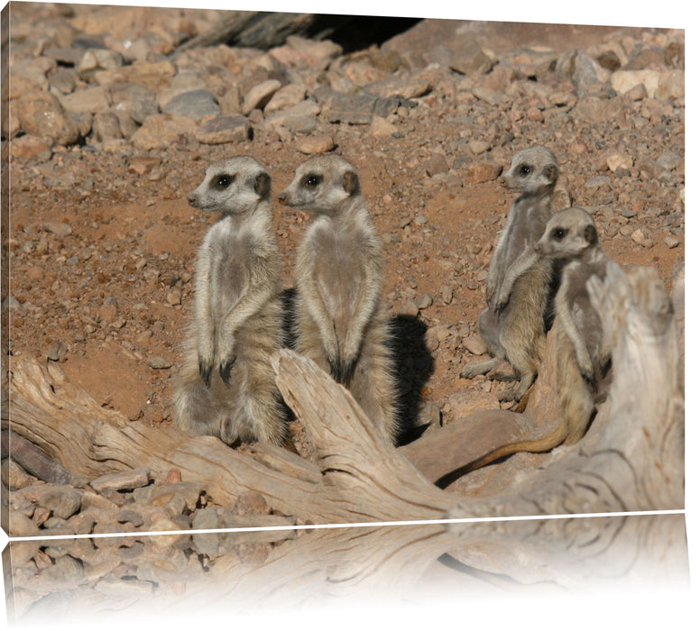 Pixxprint kleines Erdmännchen Rudel, Leinwandbild
