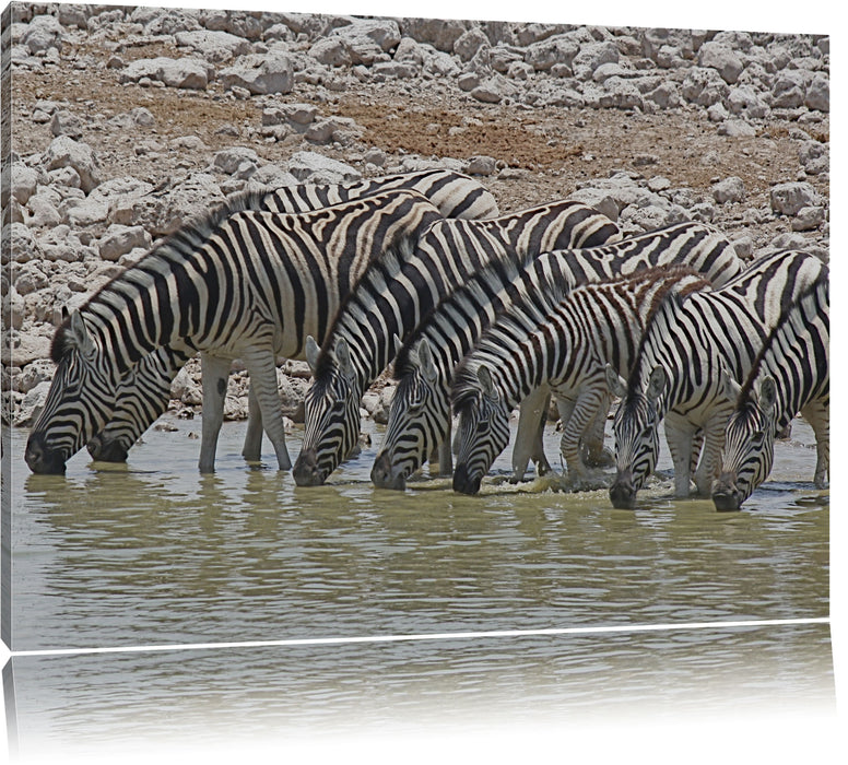 Pixxprint Zebraherde am Wasserloch, Leinwandbild