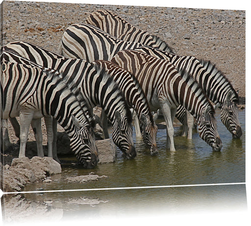 Zebrafamilie an einem Wasserloch Leinwandbild