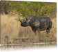 Nashorn in der Savanne Leinwandbild