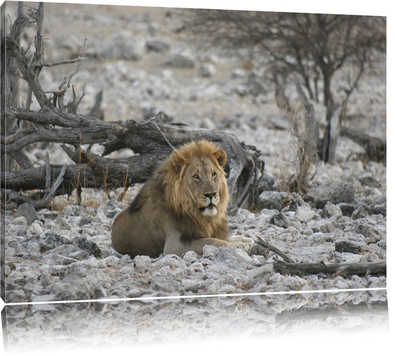 Pixxprint Löwe in Steinlandschaft, Leinwandbild